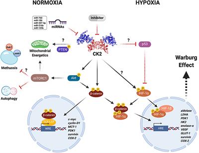 Protein Kinase CK2 in Cancer Energetics